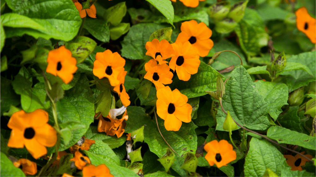 Die Schwarzäugige Susanne Pflegen ist eigentlich gar nicht schwer. Doch beim Gießen gilt Vorsicht: Thunbergia alata benötigt regelmäßig und viel Flüssigkeit! Also nicht zu wenig gießen.