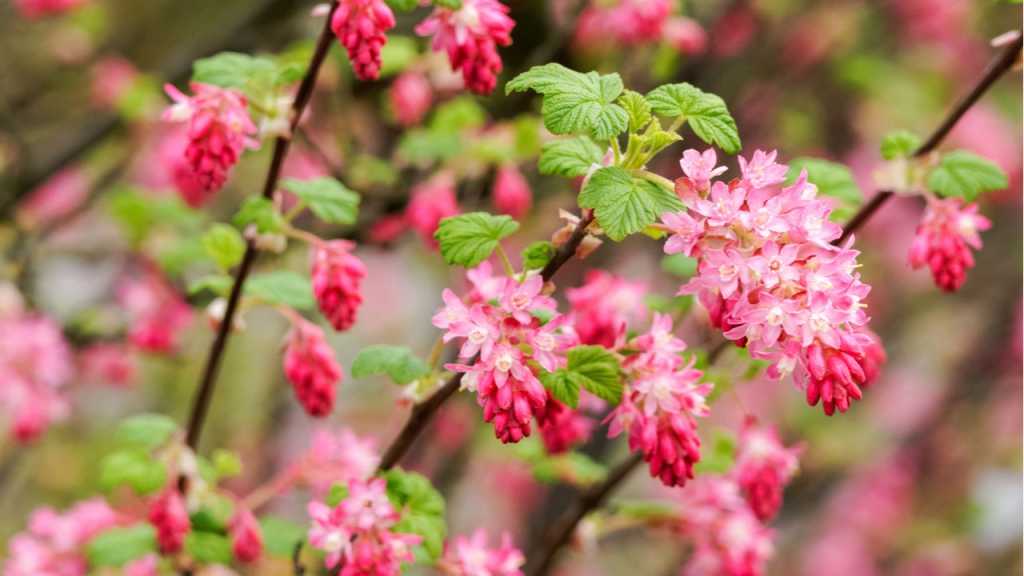 Blutjohannisbeere, auch im Lateinischen unter dem Namen Ribes sanguineum bekannt