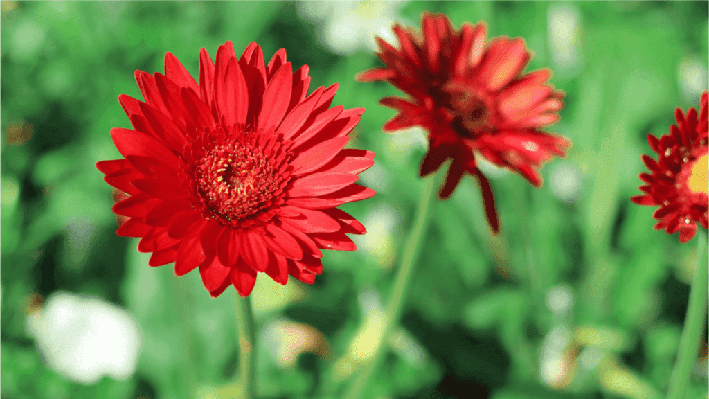 Gerbera