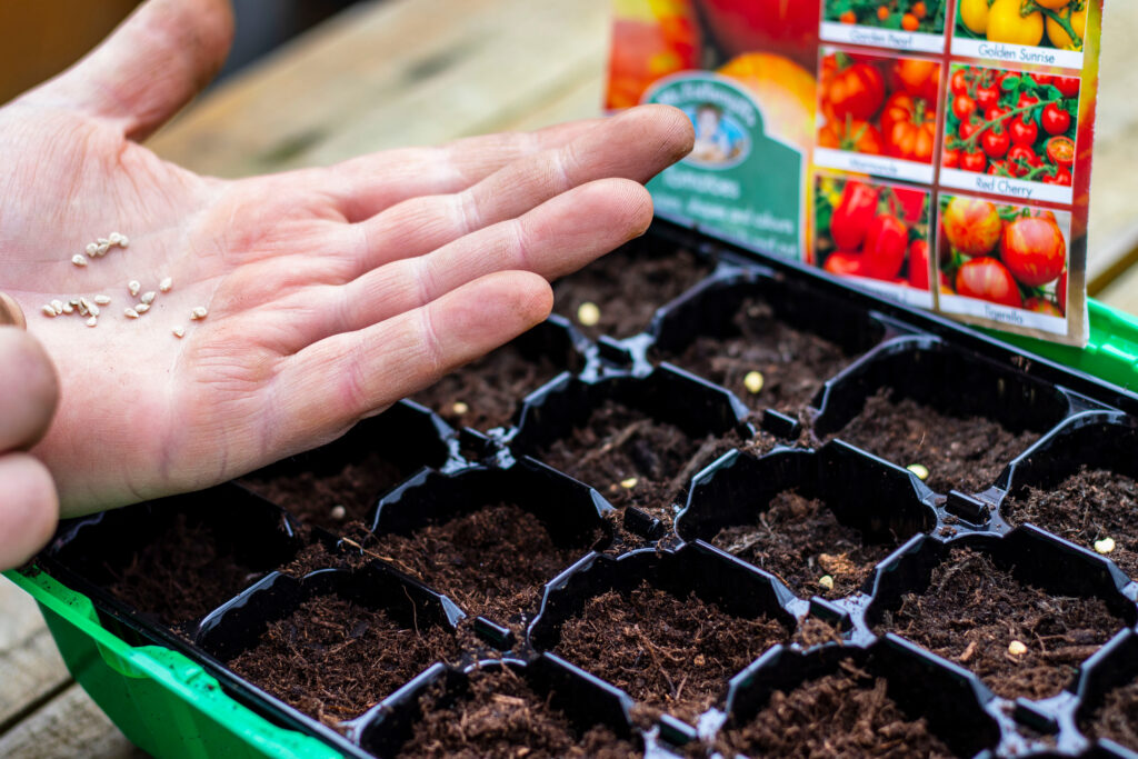 Tomatensamen über einer Anzuchtschale mit Erde