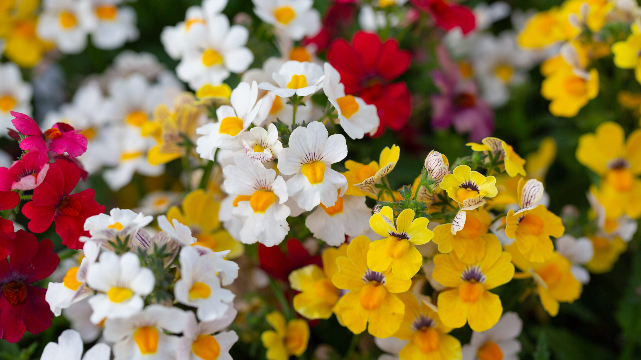 Weiße, gelbe und rote Nemesienblüten