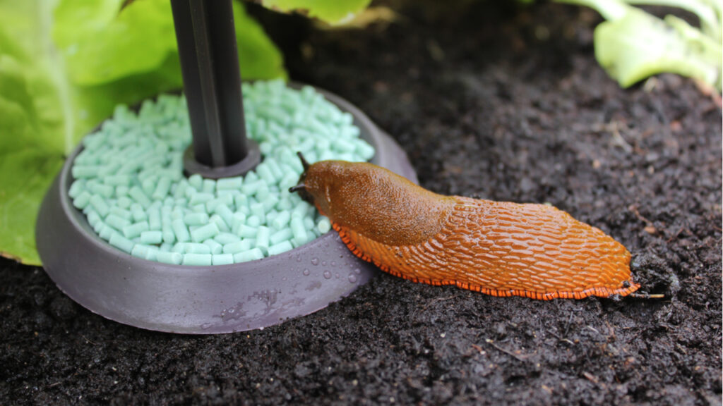 schneckenfalle gegen schnecken