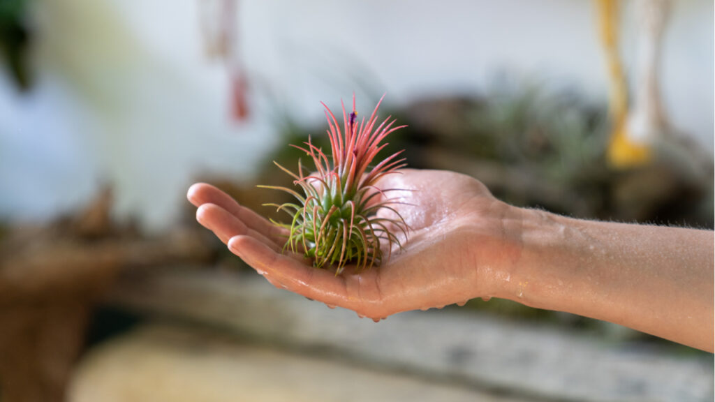 Eine kleine Luftpflanze (Tillandsie) in der Hand.