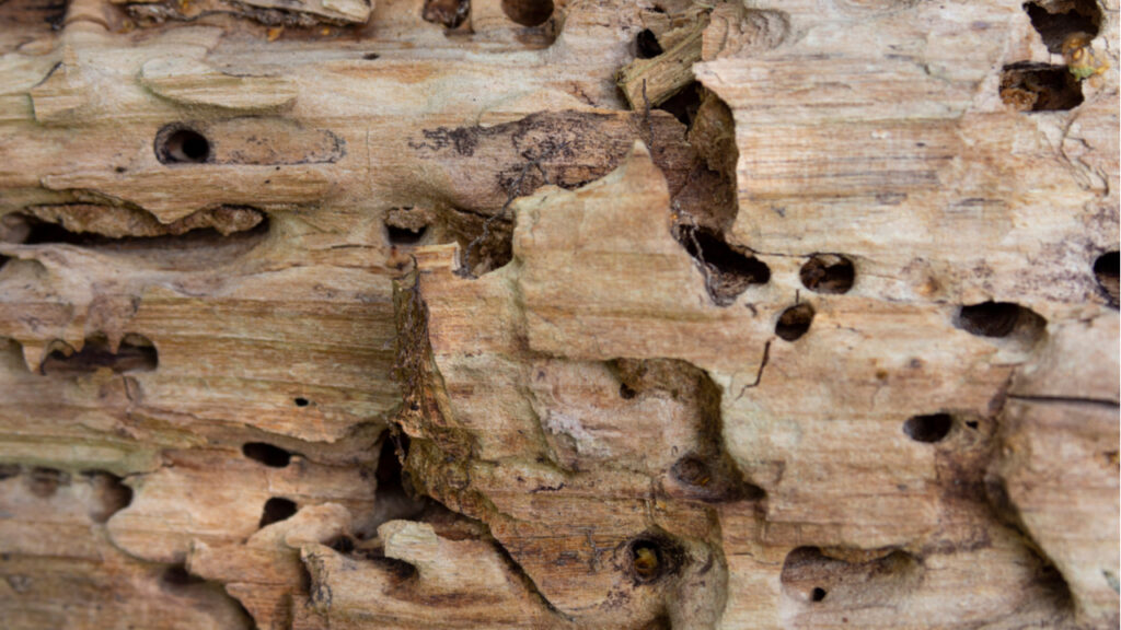 Holzwurm erkennnenn
