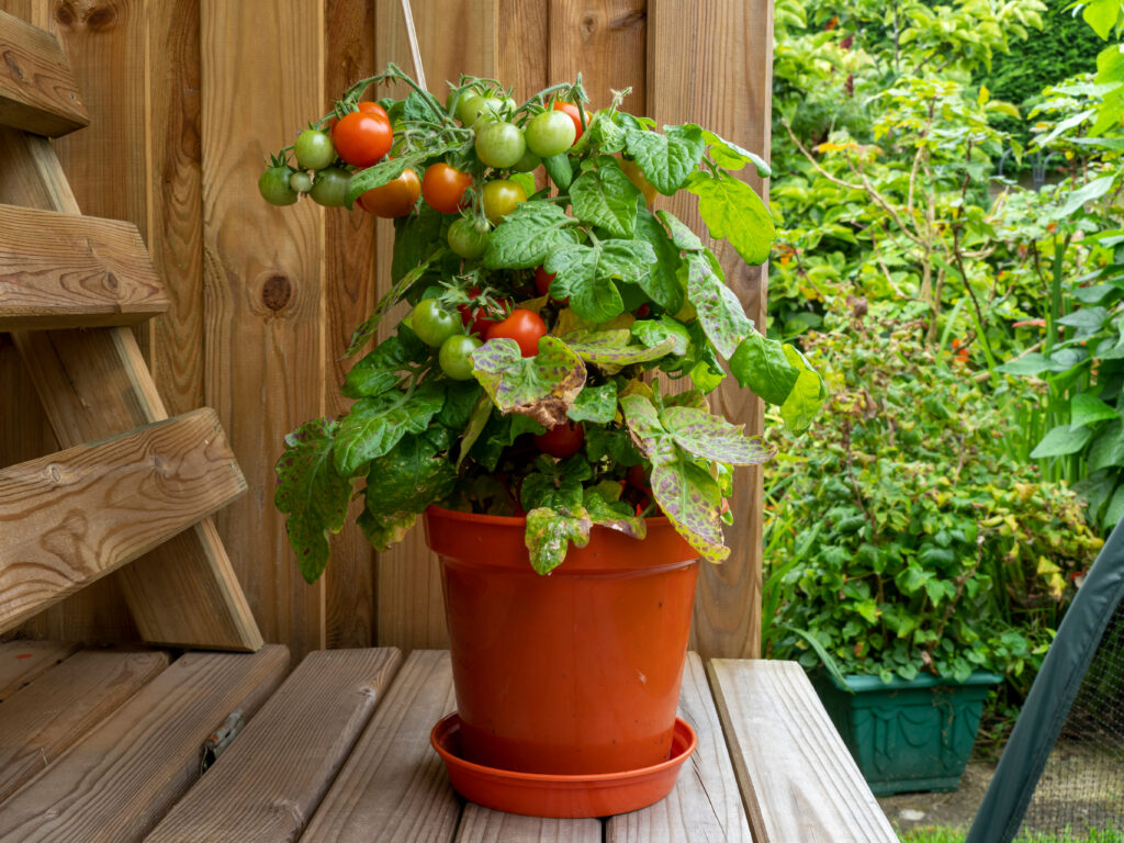 Tomatenpflanze mit reifen und unreifen Tomaten in einem Topf