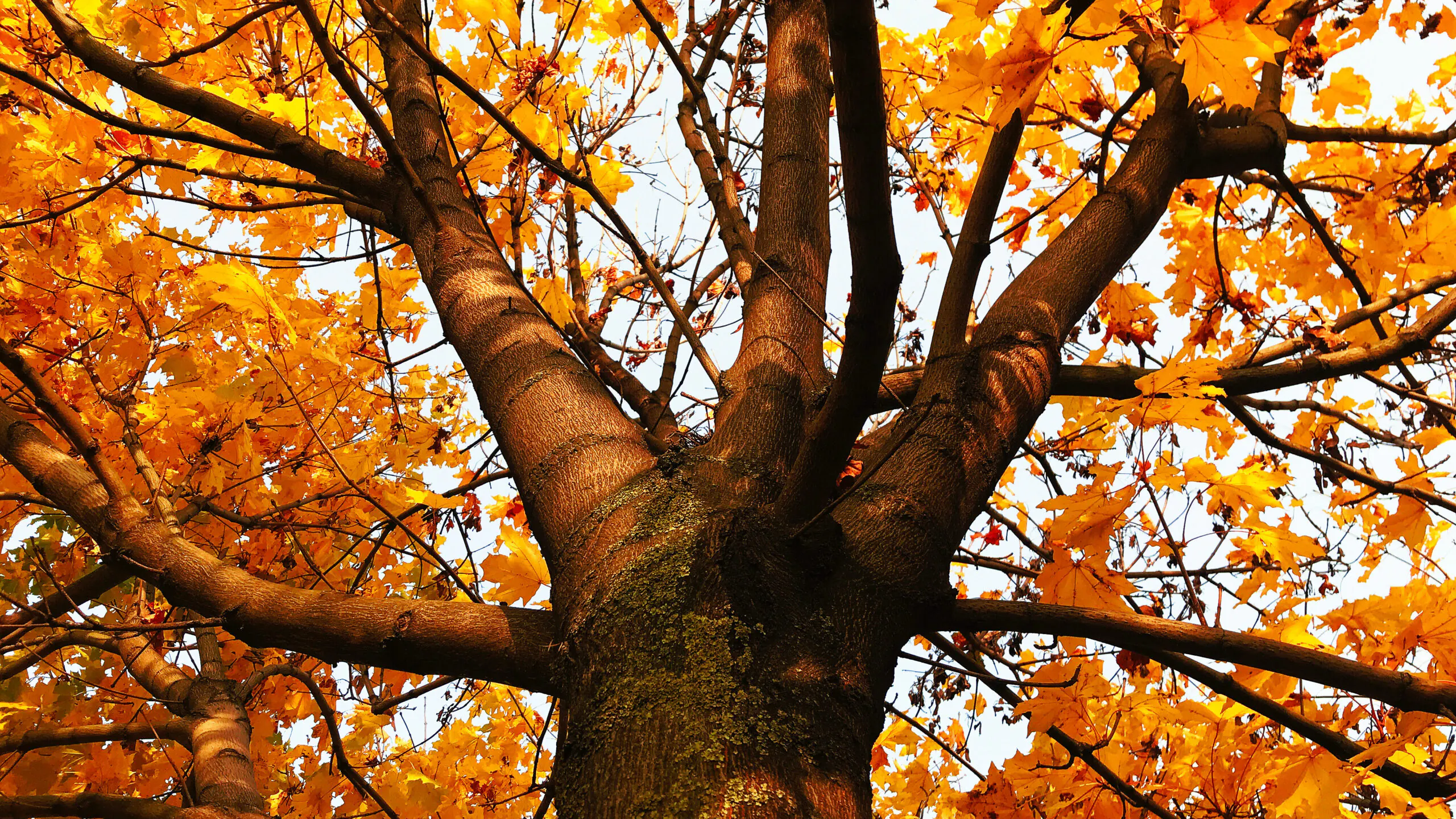 Baumkrone mit orangefarbenem Herbstlaub