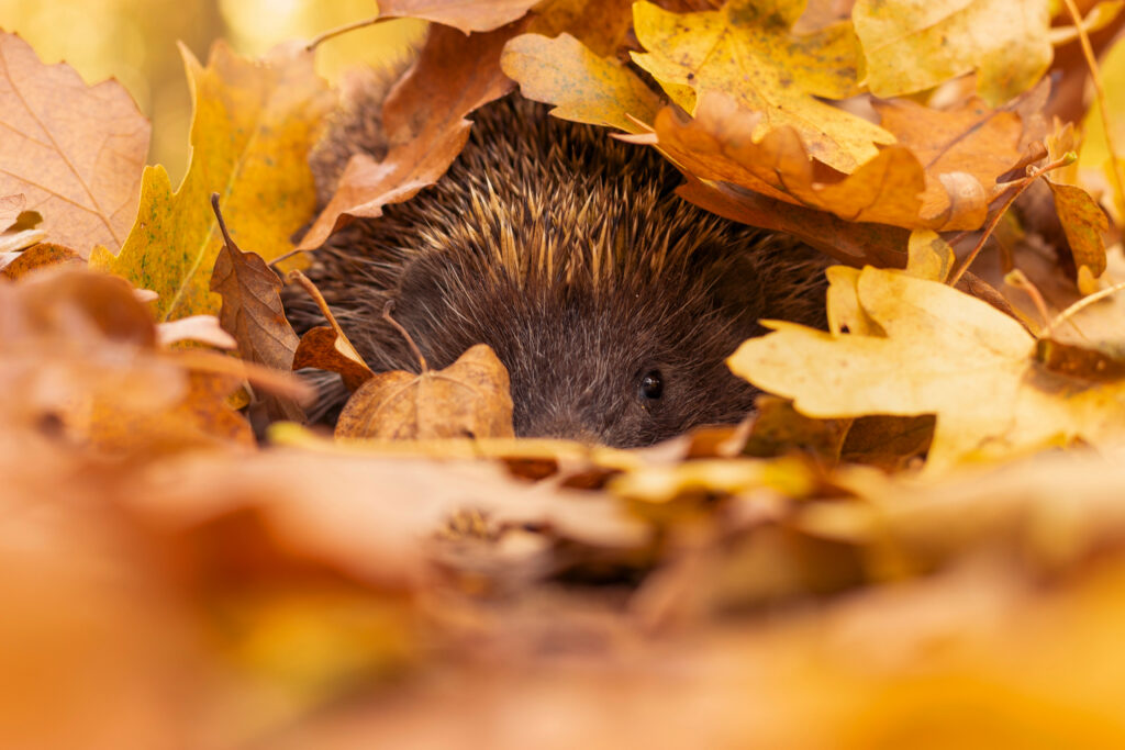 Igel zwischen gelbem und braunem Herbstlaub