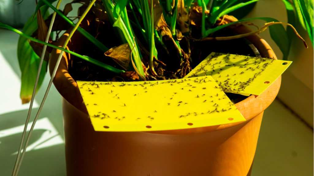 Viele Trauermücken auf gelbe Plastikstücke.