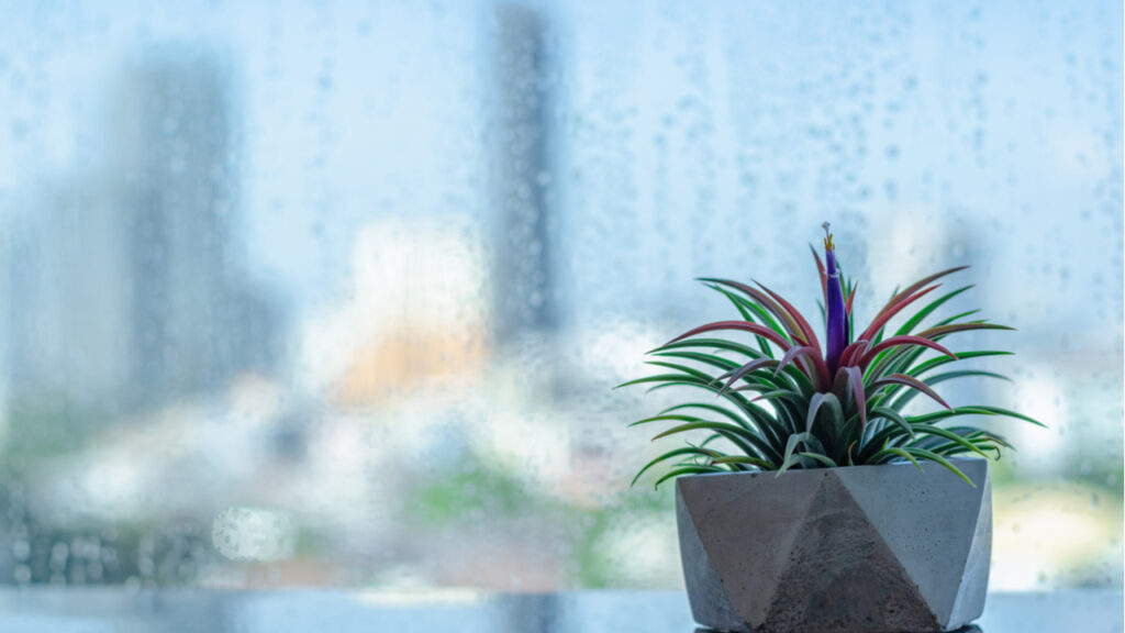 Luftpflanze (Tillandsia).