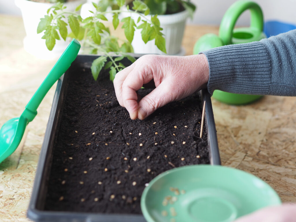 Tomatensamen sollten mit einem Abstand von 2-3 cm eingesät werden.