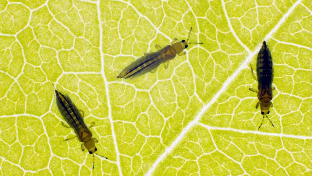 Thrispe auf einem Blatt.