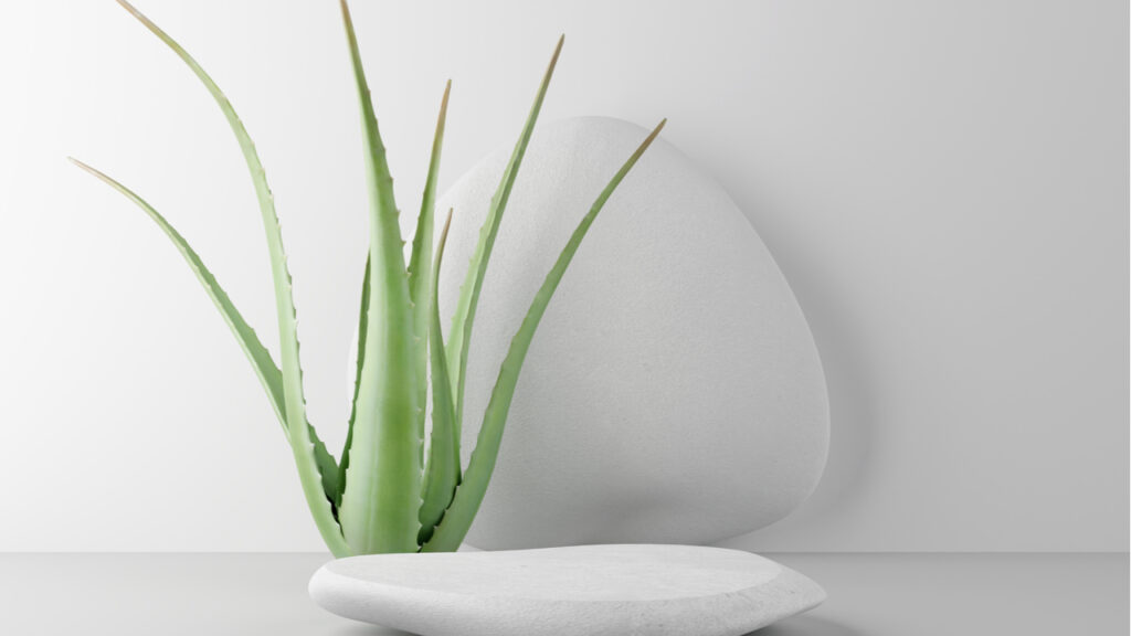 Aloe Vera Pflanze.
