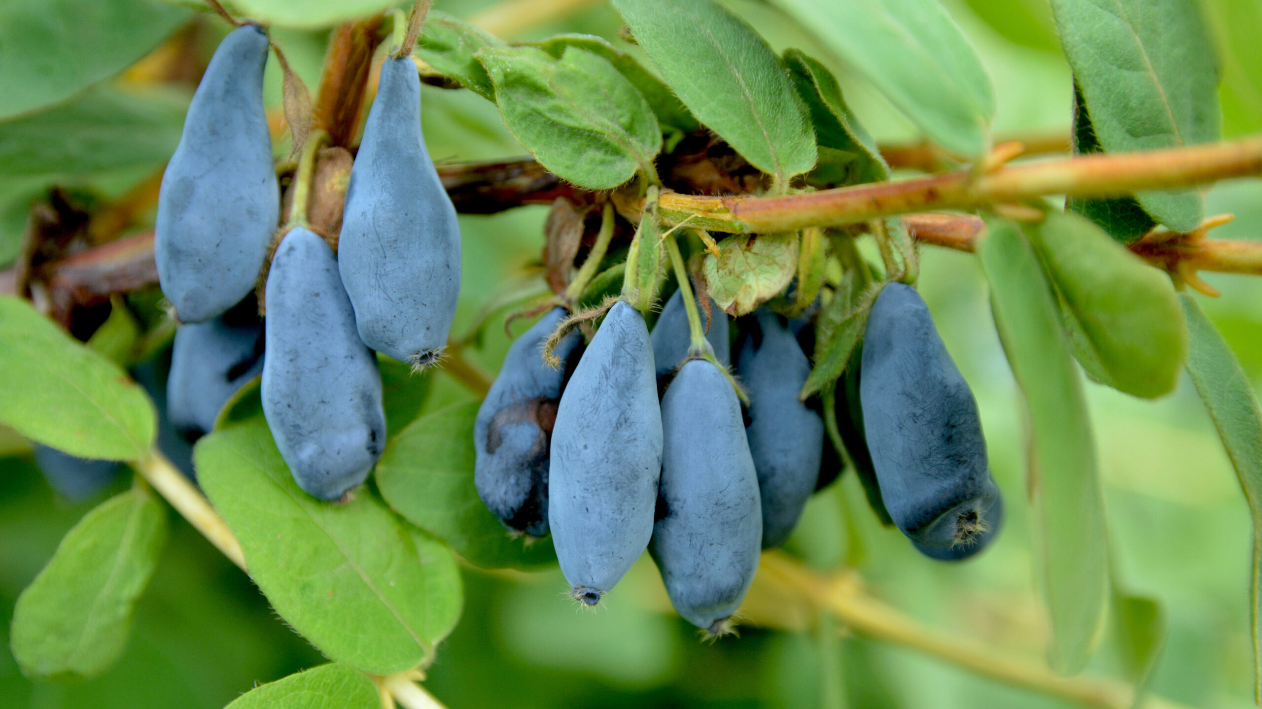 Längliche blaue Maibeeren am Strauch