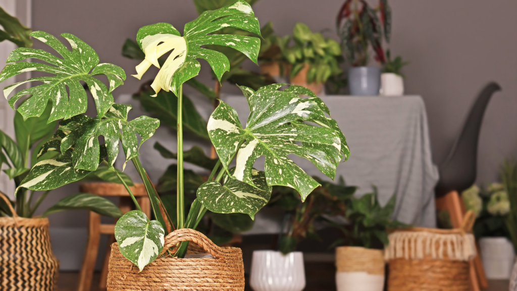 Die Monstera 'Thai Constellation' zeichnet sich durch ihre einzigartig marmorierten Blätter aus, die wie ein Sternenhimmel aussehen.