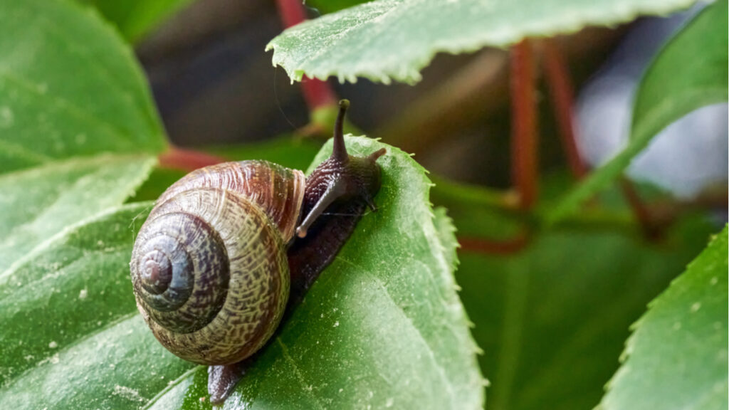 Schneckenbefall im Garten