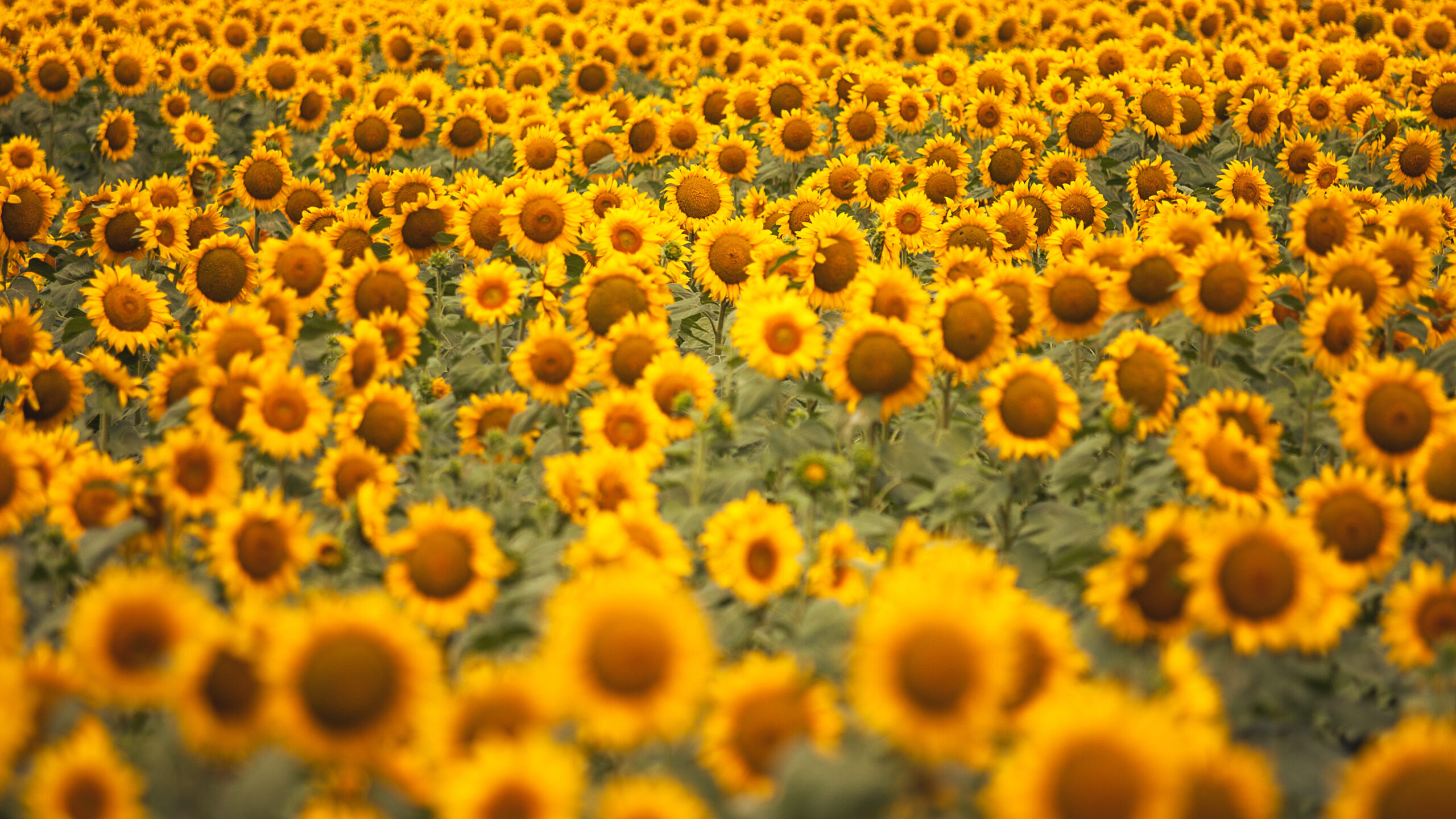 bienenfreundliche Balkonplanzen Sonnenblumen