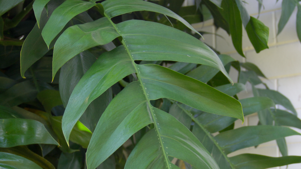 Die Monstera pinnatipartita fasziniert mit ihren tief geschnittenen Blättern, die sich mit dem Alter des Blattes zu eleganten Fenstern öffnen.