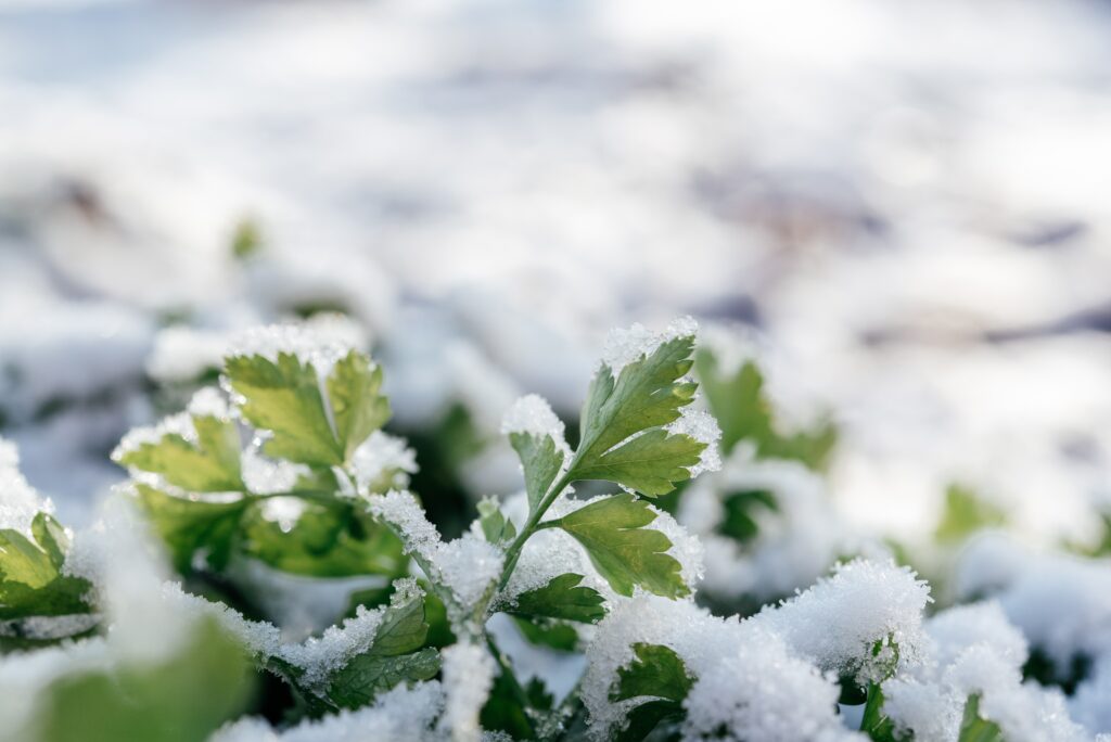Petersilienblätter unter einer lockeren Schneeschicht