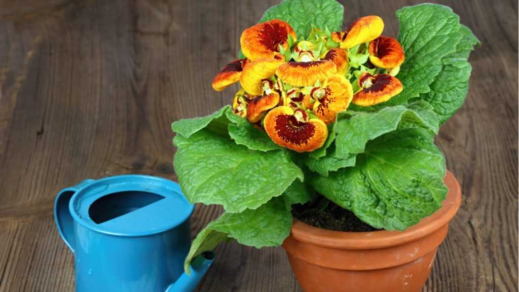 Pantoffelblume und kleine blaue Gießkanne.