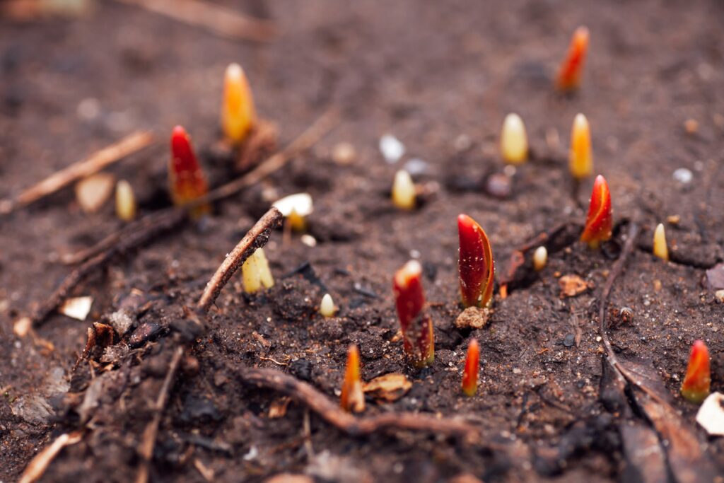 Rötliche Pfingstrosentriebe brechen durch feuchte Gartenerde