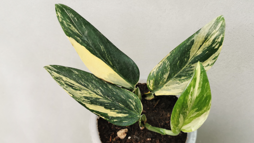 Die Monstera standleyana ist auch bekannt als "Fünf Löcher Pflanze".