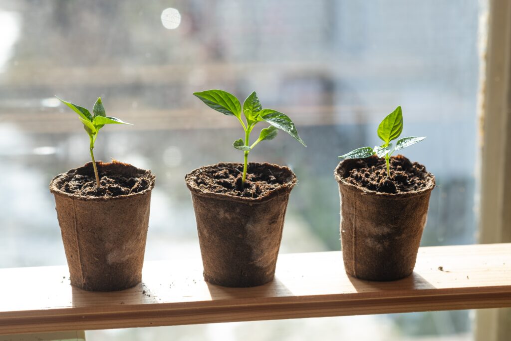 Junge Tomatenkeimlinge benötigen einen ausreichend sonnigen Standort. Dafür eignet sich ein Platz auf der Fensterbank.
