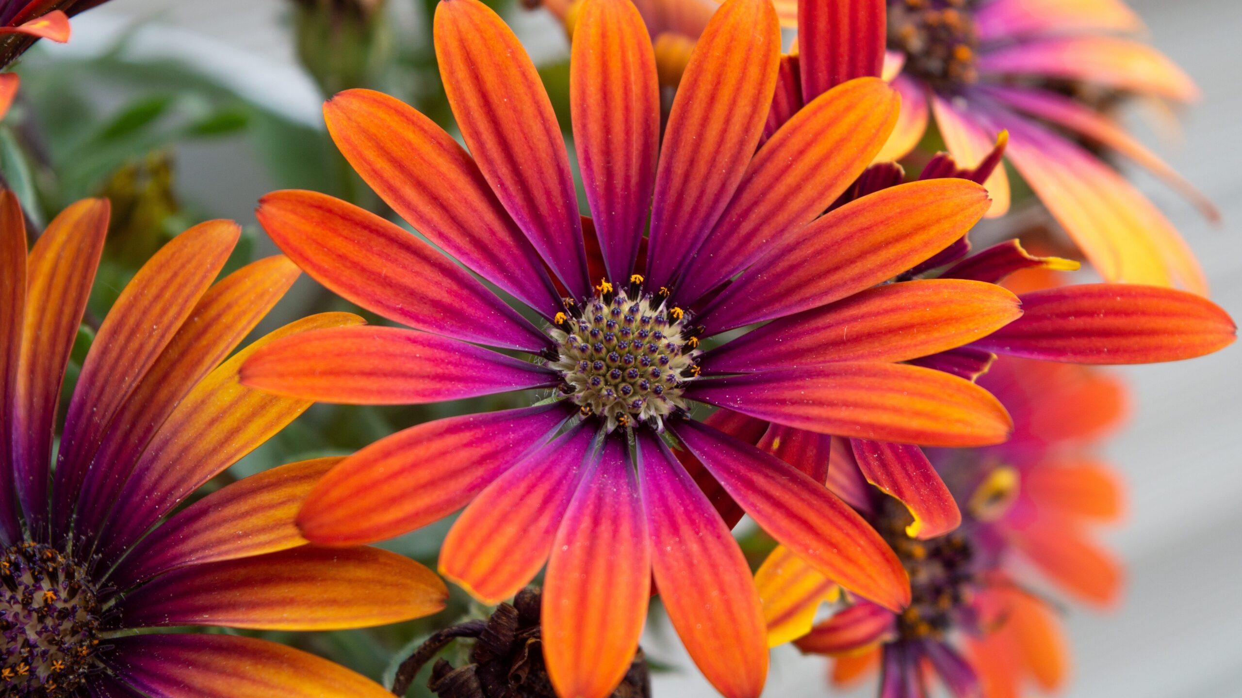 Orange-violette Kapmargeriten in Nahaufnahme
