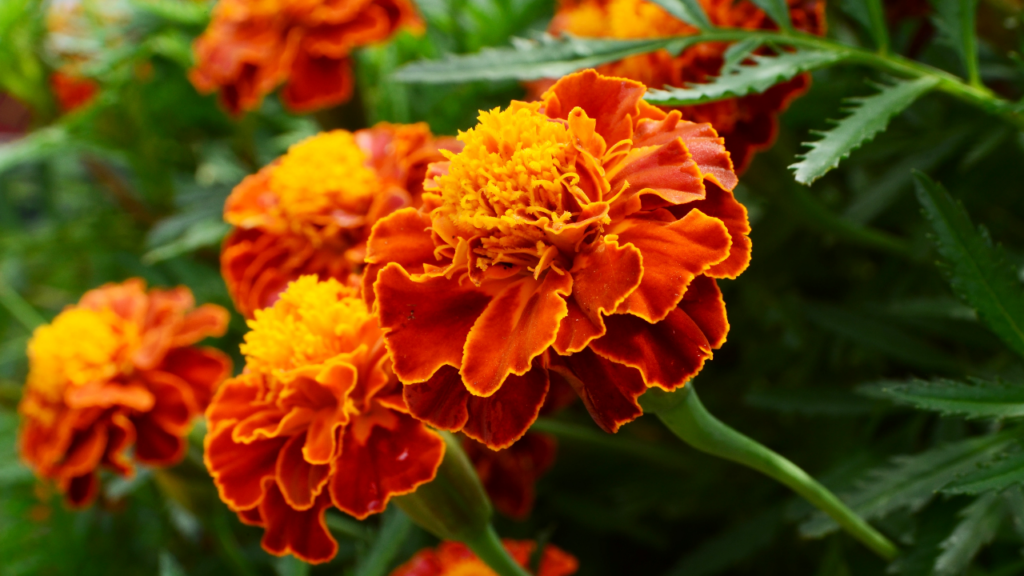 Studentenblumen begeistern mit ihrer prächtigen Blüte.