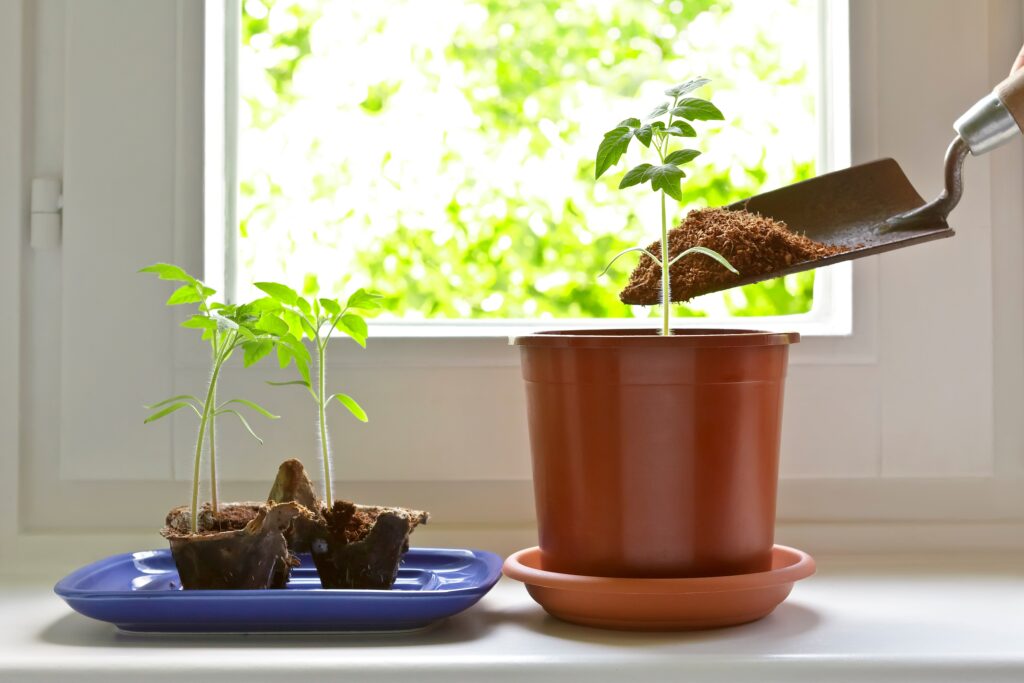 Junge Tomatenpflanzen und eine größere Tomatenpflanze am Fenster