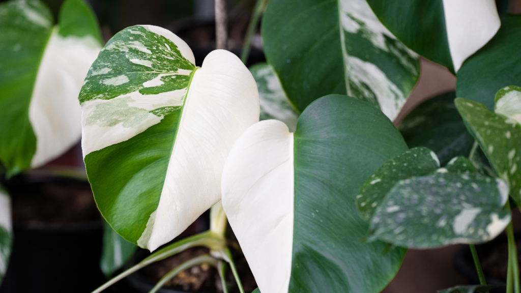 Die Albino-Monstera beeindruckt mit ihren seltenen, vollständig weißen Blättern.