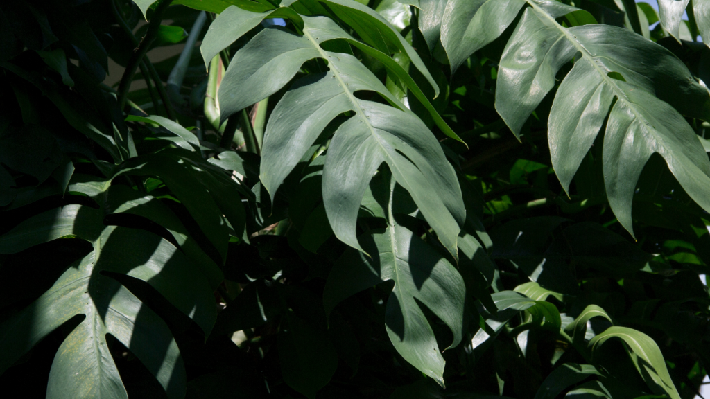 Monstera mit tief eingeschnittenen Blättern.