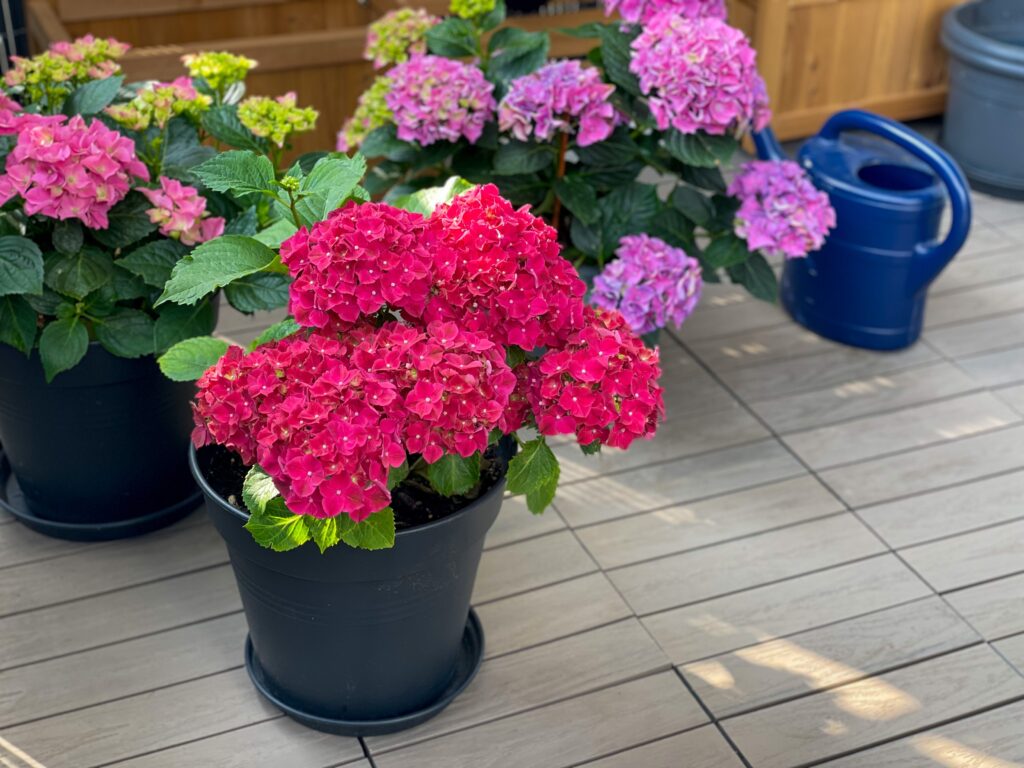 Rosa Hortensien in Pflanztöpfen