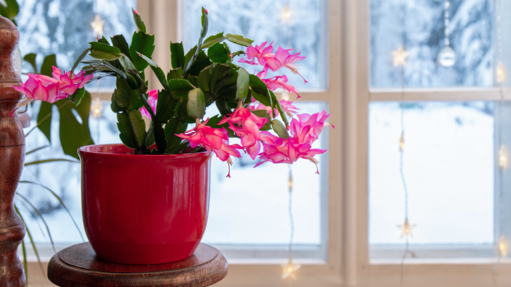 Die Schlumbergera präsentiert sich im Winter in voller Blütenpracht. 
