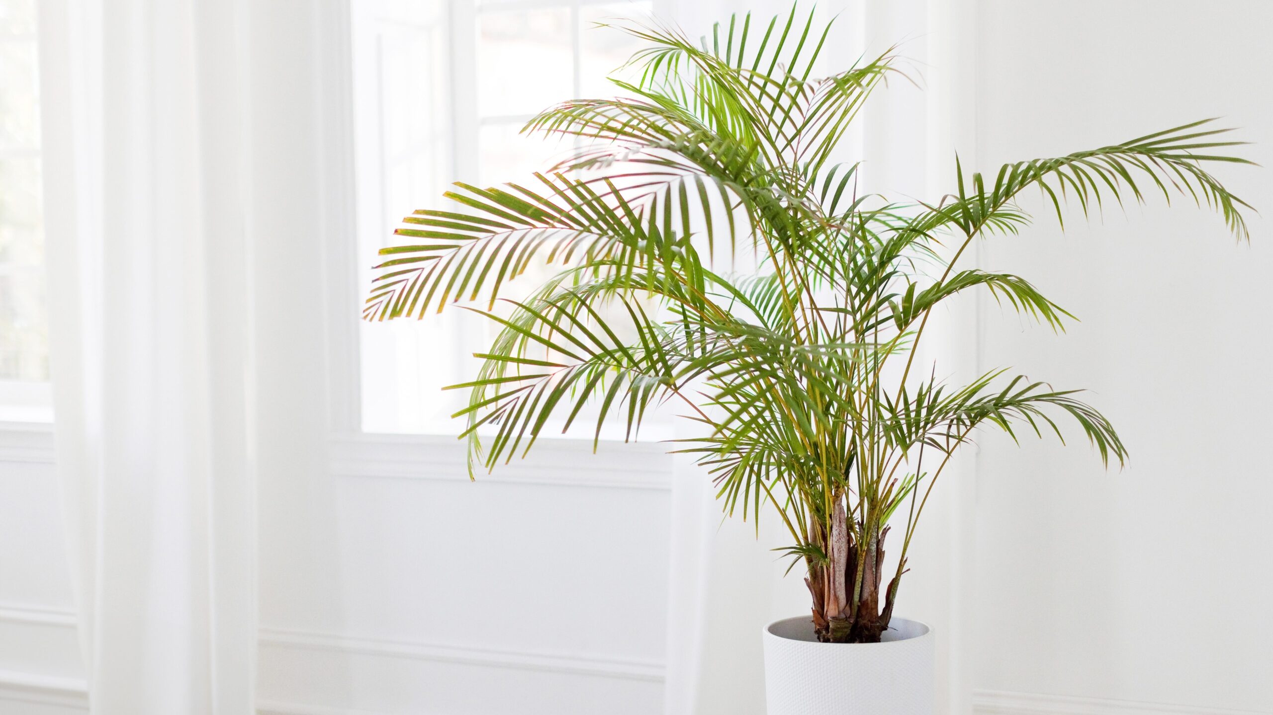 Kentia-Palme in einem hellen Wohnraum
