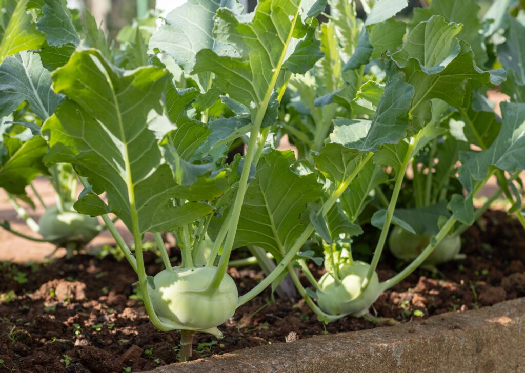 Mehrere Kohlrabiknollen wachsen im Beet