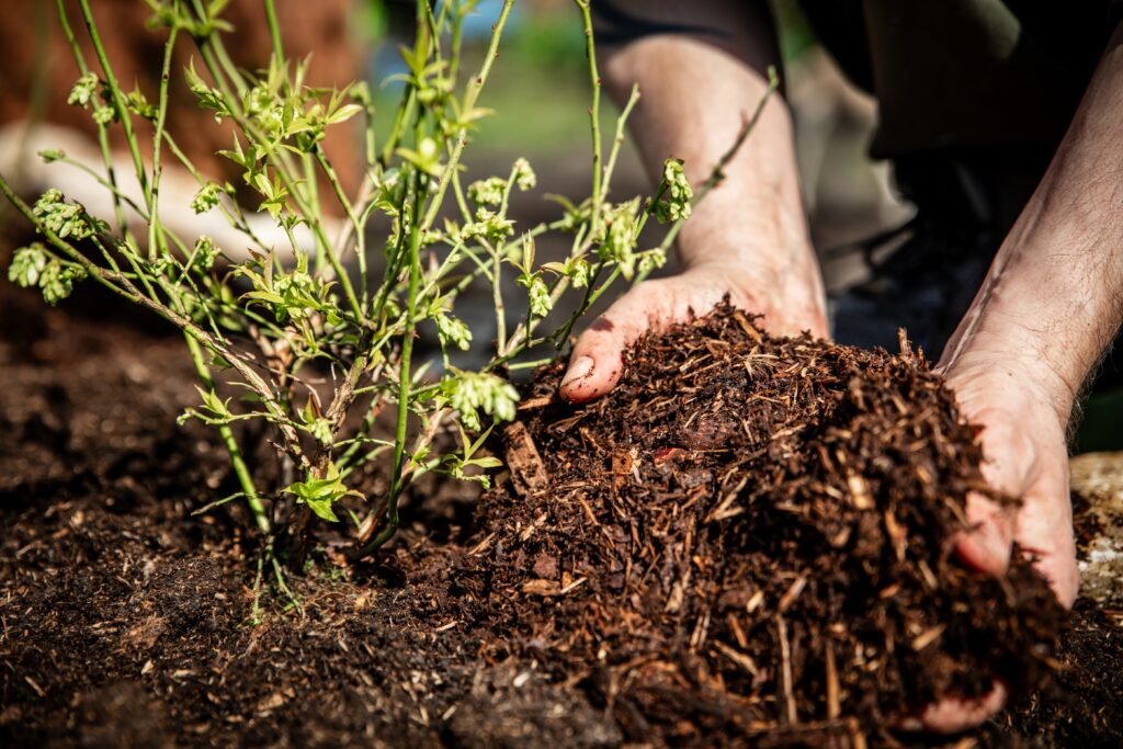 Hände verteilen Mulch rund um einen Strauch