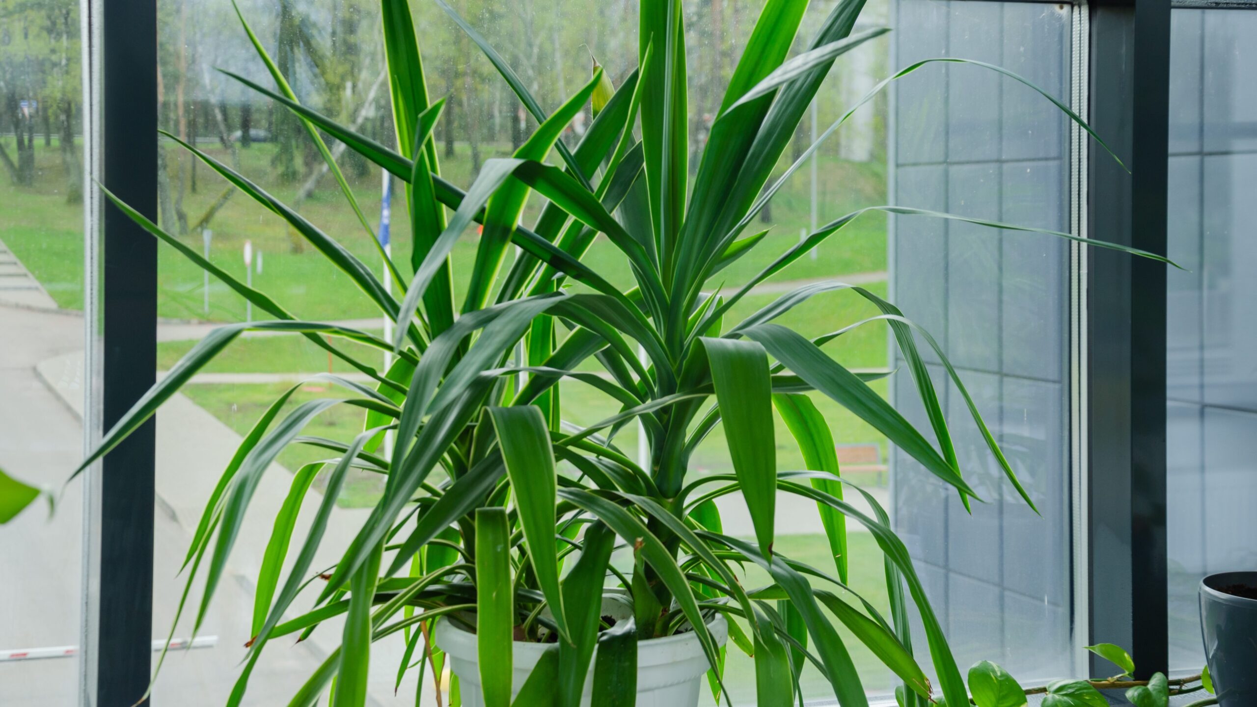 Große Yucca-Palme mit schwertförmigen Blättern an einer Glasfront