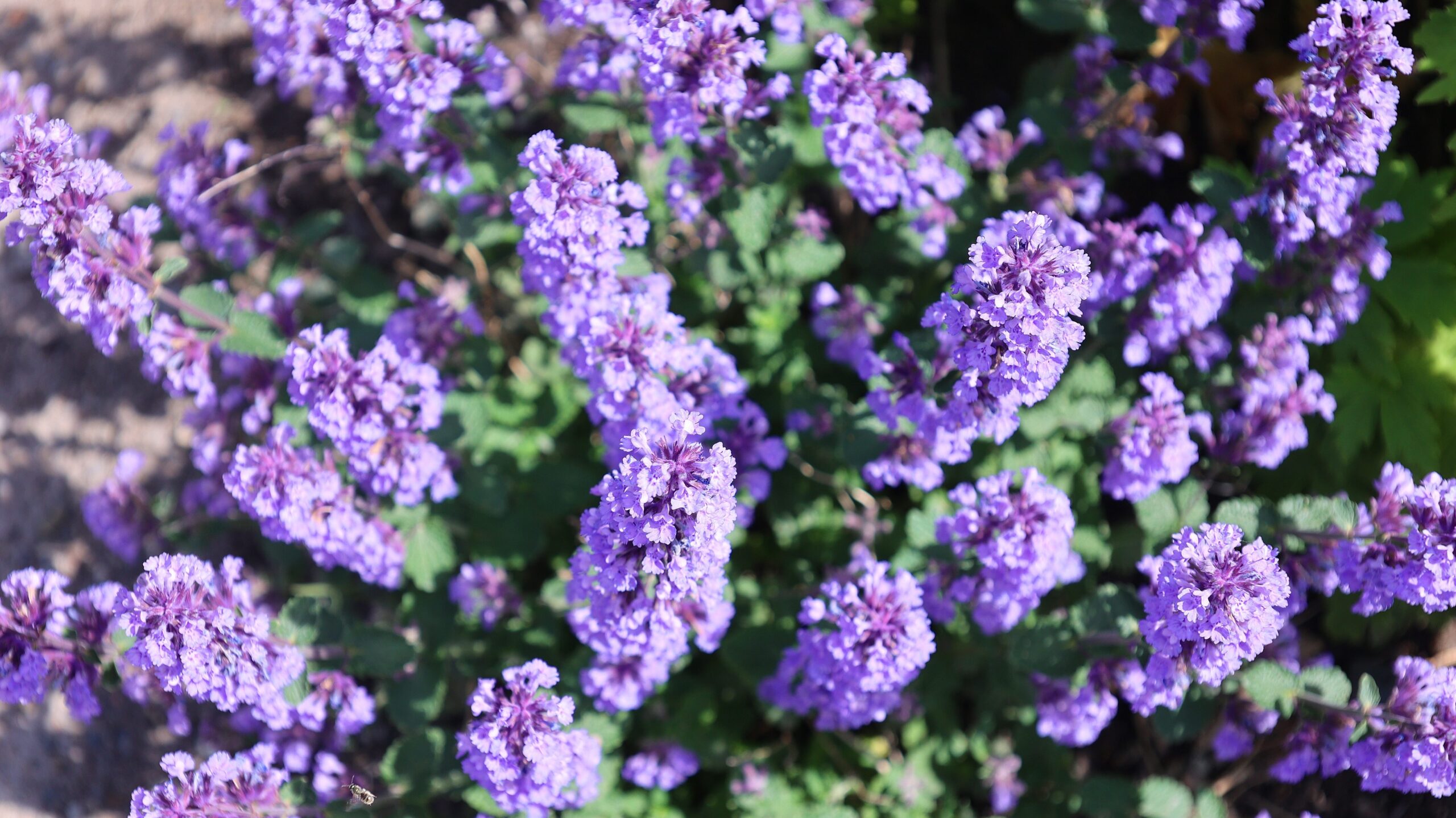 Violett blühende Katzenminze