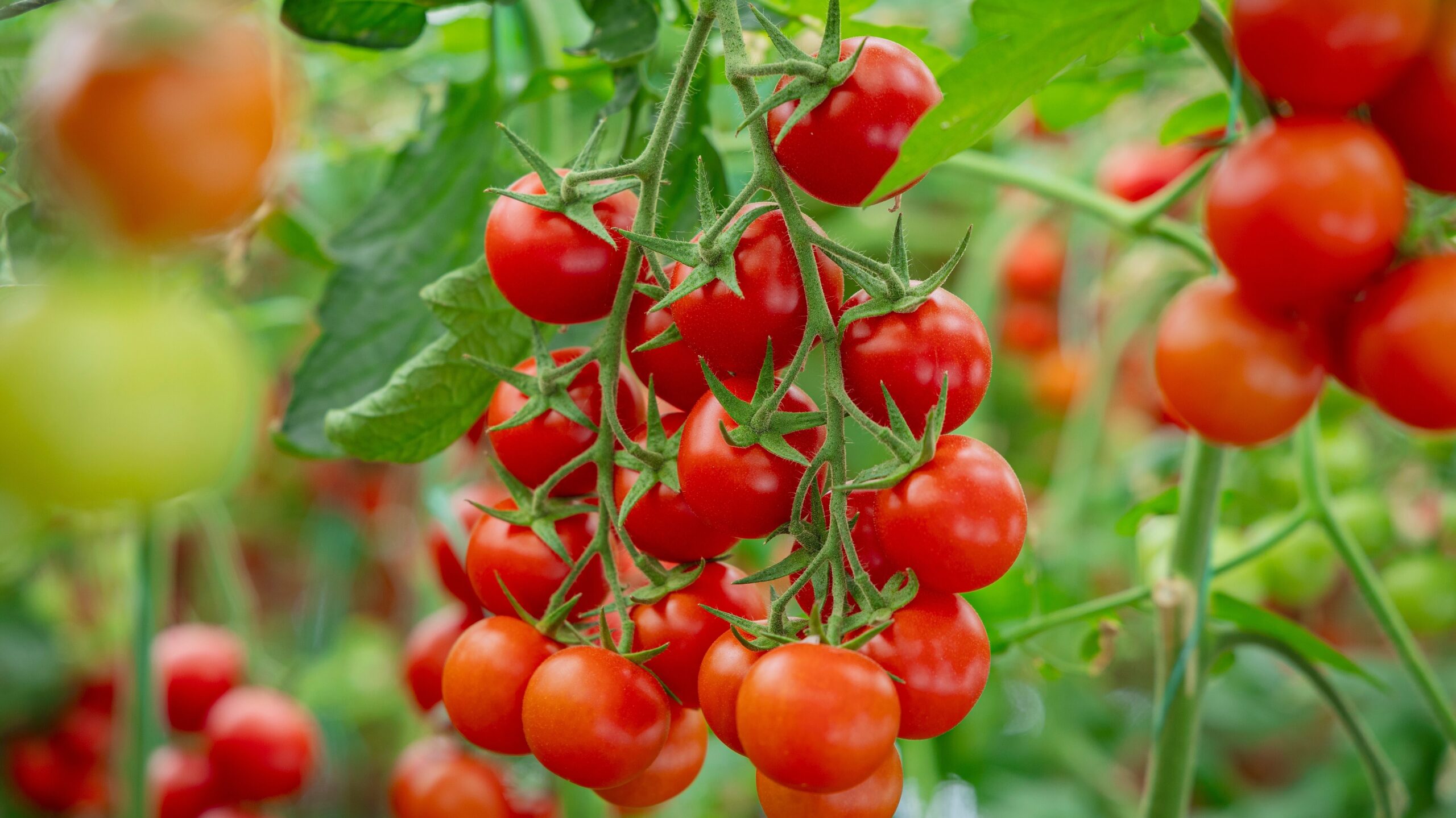Rispen mit reifen roten Cherrytomaten