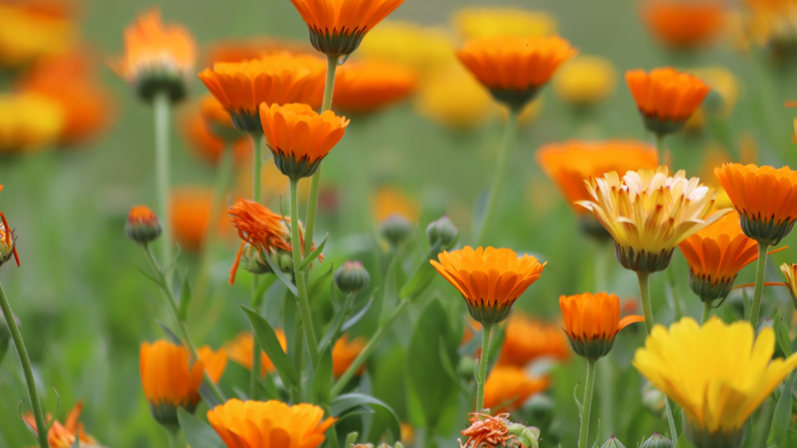 Orange und gelbe Ringelblumen im Beet