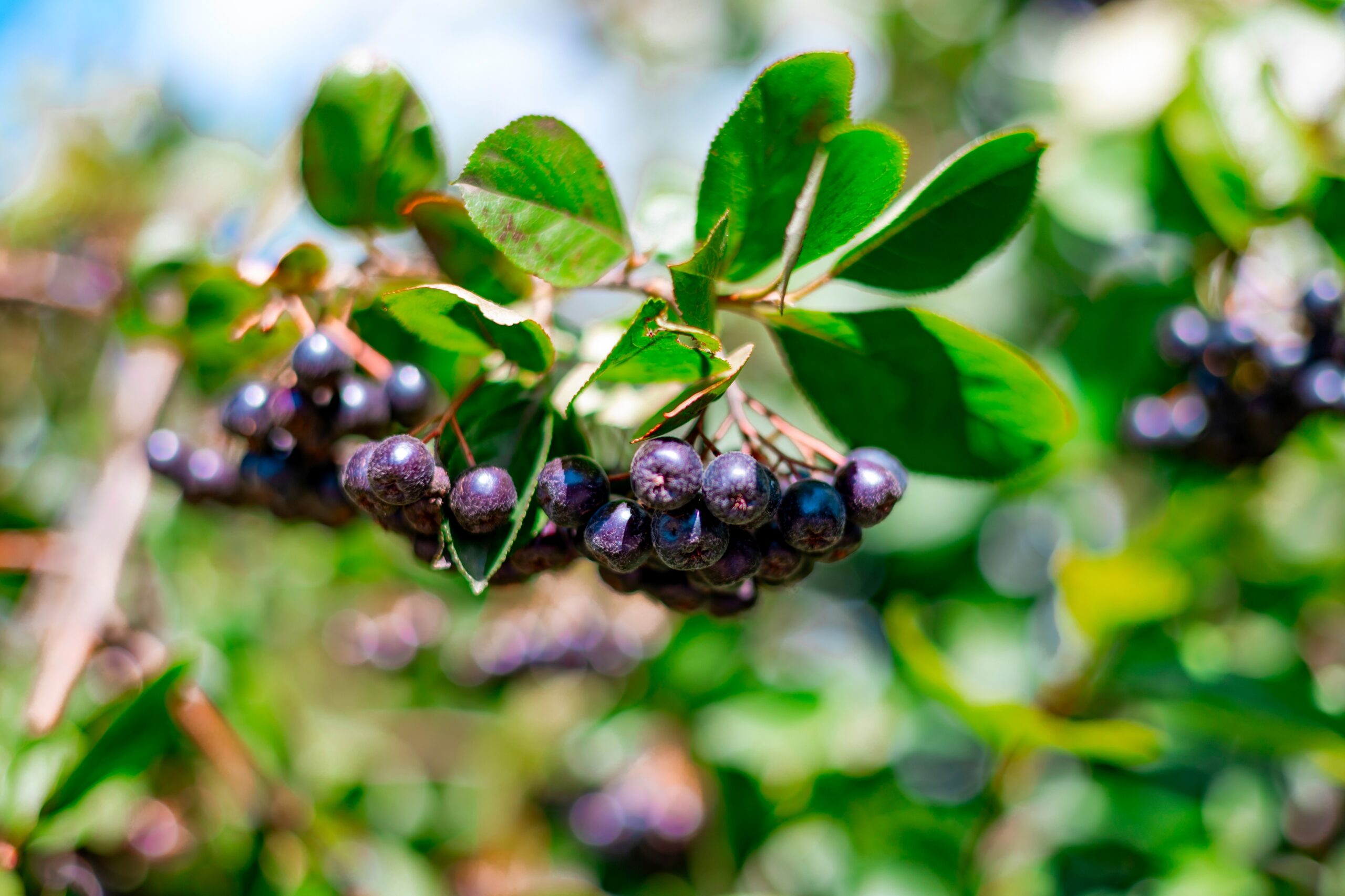 Acai Beeren am Strauch