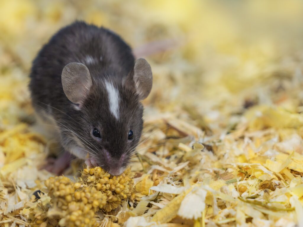 Maus im Haus als Hinweis auf Mäusekot und Nagespuren