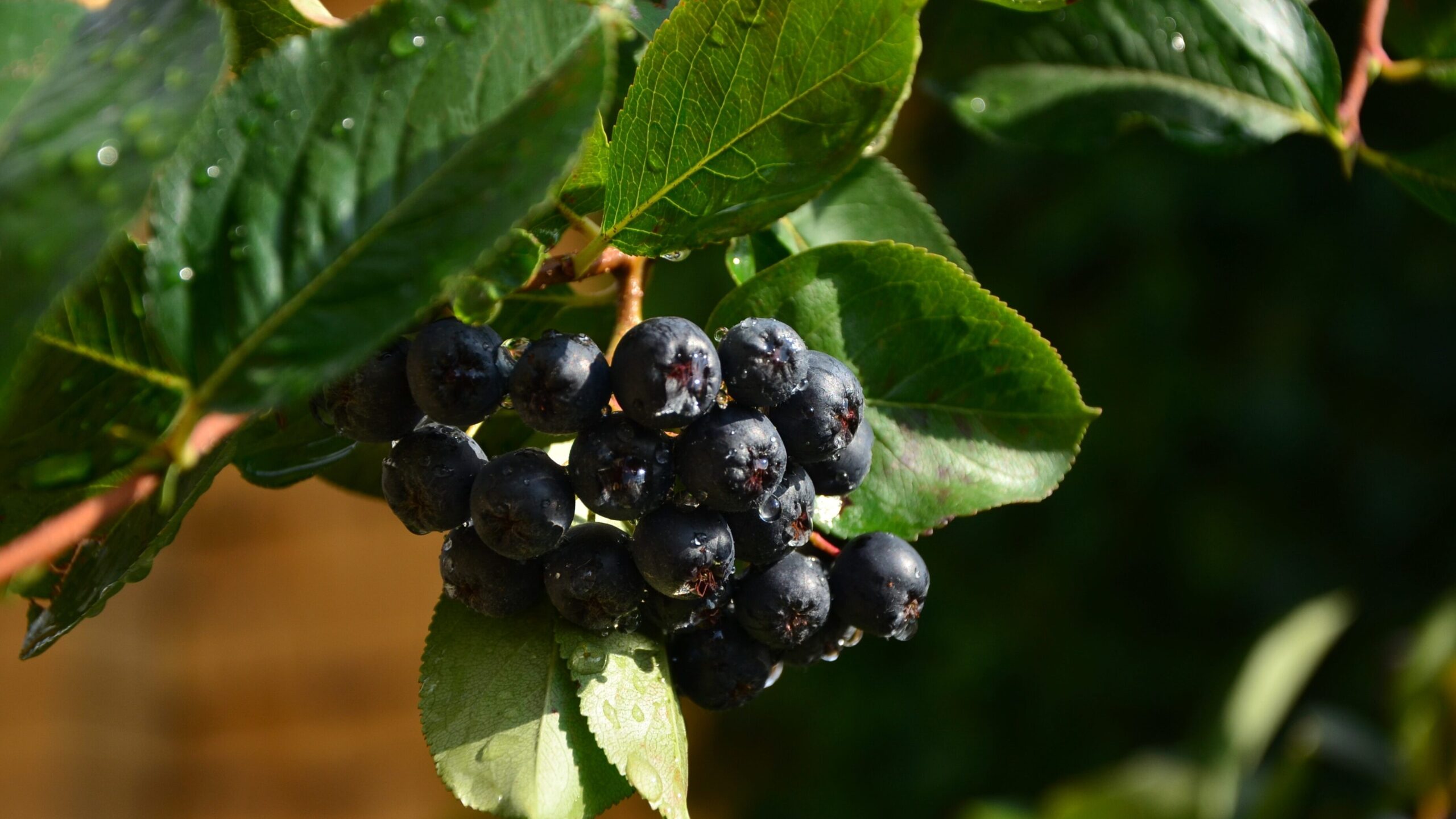 Dunkle Aroniabeeren an einem Zweig