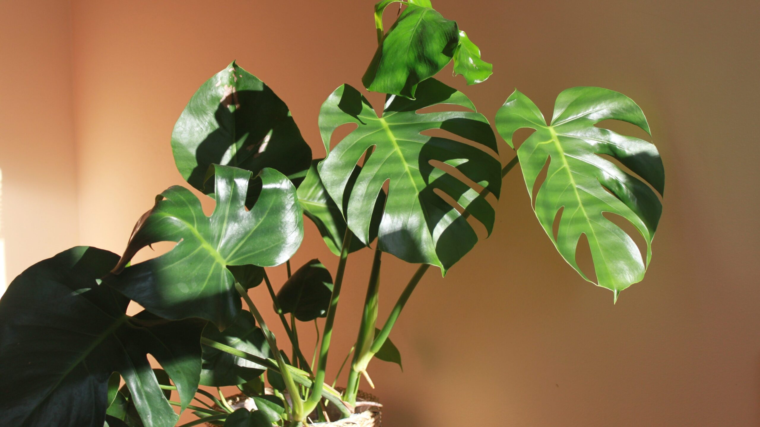 Monstera mit großen geschlitzten Blättern im Sonnenlicht