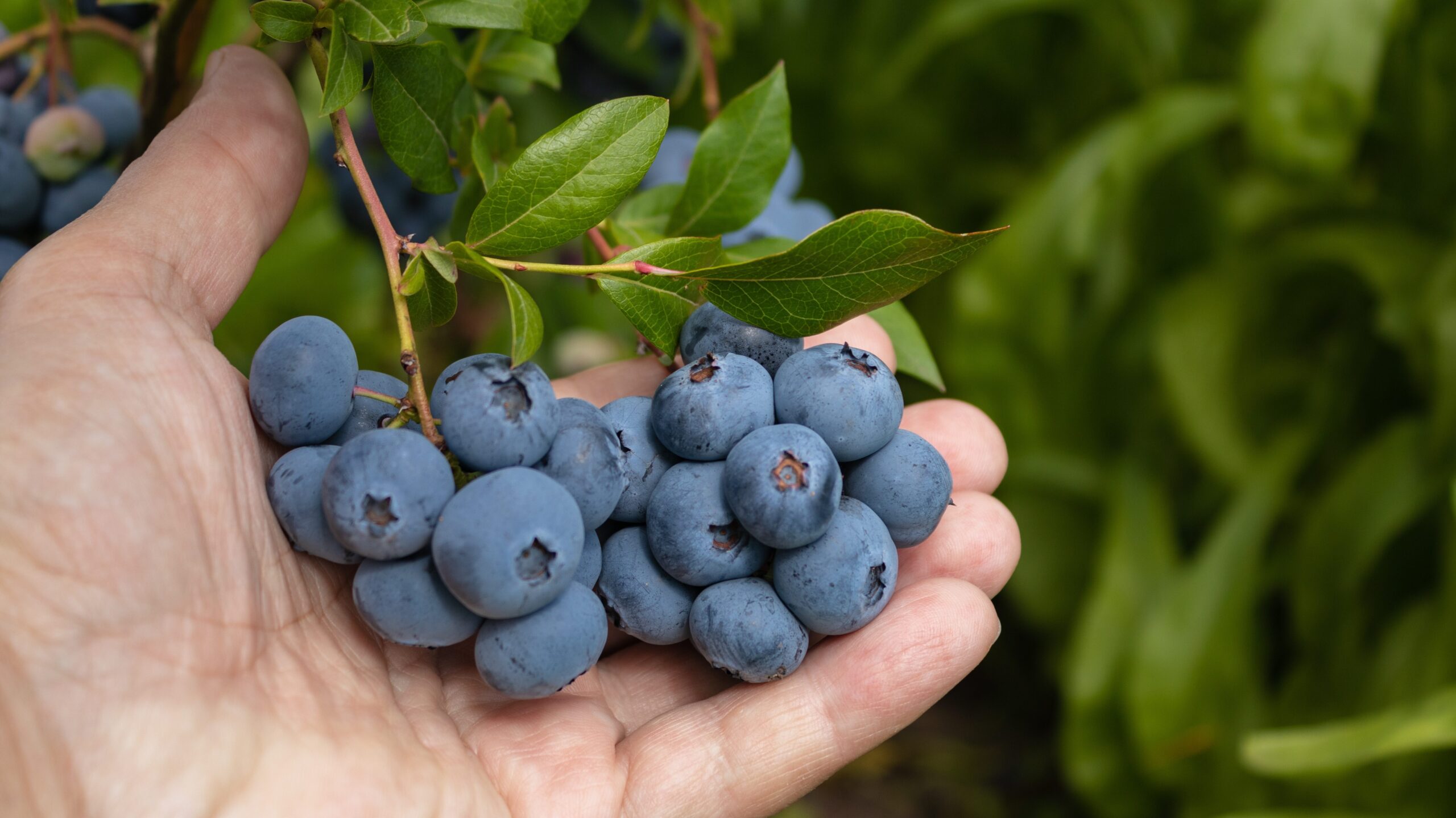 Reife Heidelbeeren in einer Hand unter einem Strauch