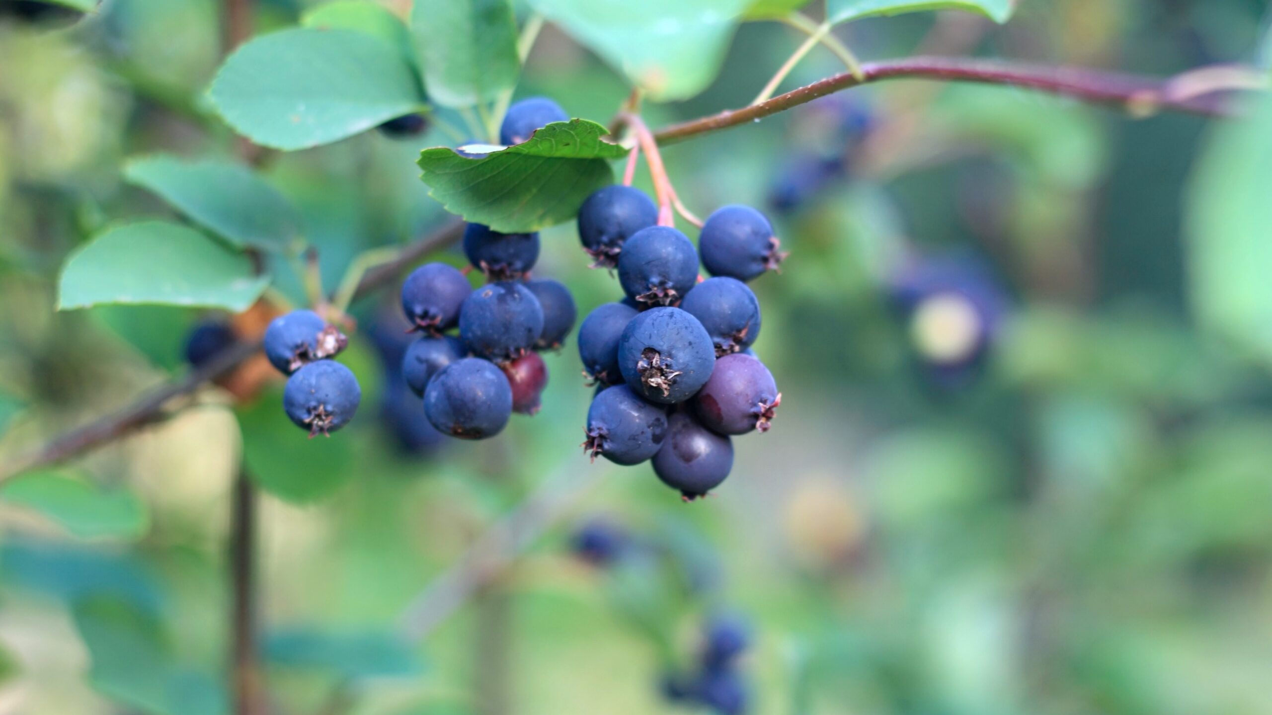 Dunkelblaue Früchte einer Felsenbirne am Zweig