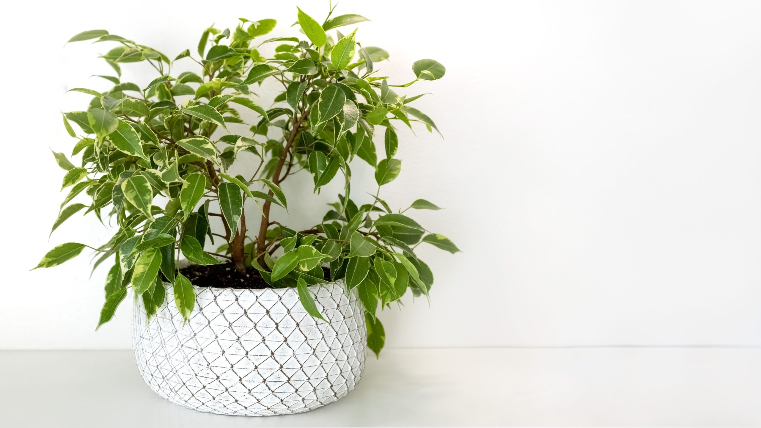 Ficus benjamina in einem gemusterten weißen Übertopf