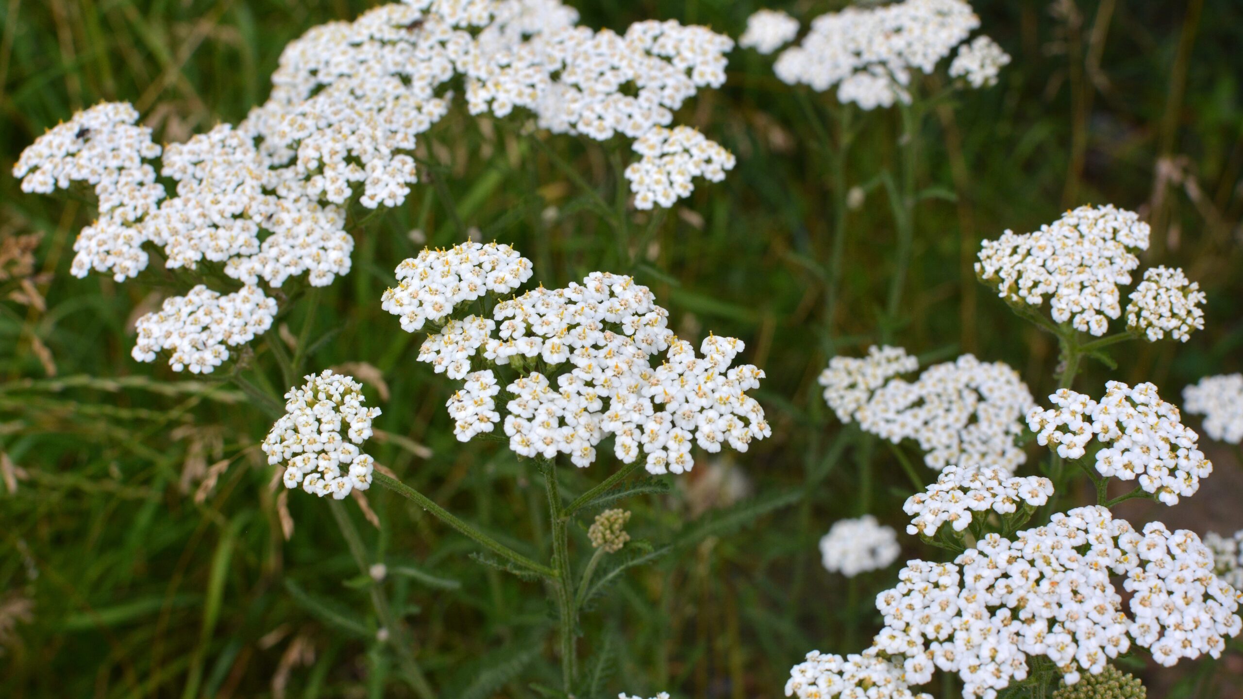 Weiße Schafgarbenblüten in einer Wiese