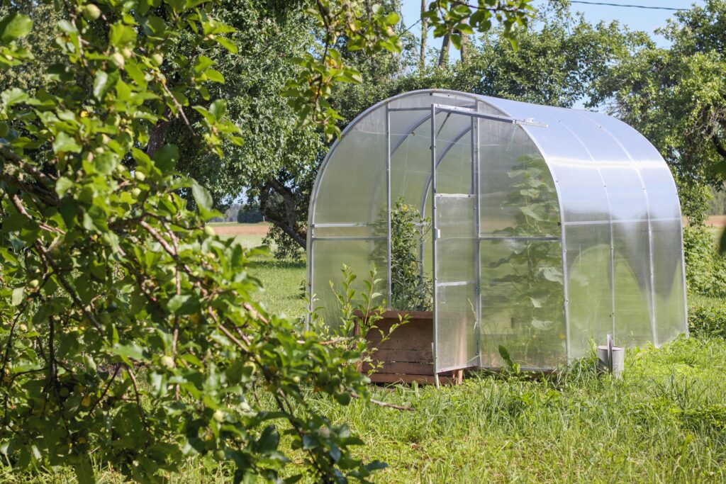 Geöffnete Tür sorgt für Belüftung im Gewächshaus