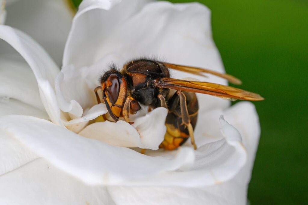 Asiatische Hornisse auf einer weißen Blüte